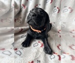 Small #4 Breeder Profile image