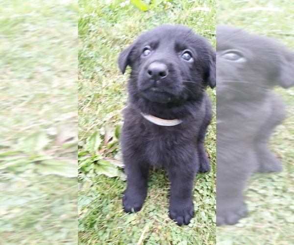 Medium Photo #1  Breeder Profile in SHAMOKIN, PA, USA