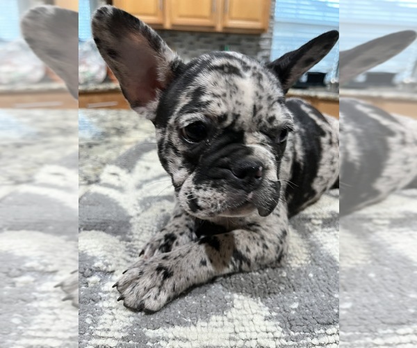 Medium Photo #1  Breeder Profile in ROSHARON, TX, USA
