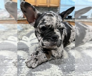 French Bulldog Dog Breeder near ROSHARON, TX, USA