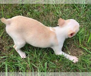 Boston Terrier Dog Breeder near PINK HILL, NC, USA
