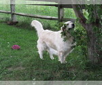 Small Photo #85  Breeder Profile in NORTHWOOD, OH, USA