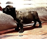 Small #10 Breeder Profile image
