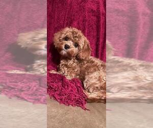 Poodle (Toy) Dog Breeder near SEVIERVILLE, TN, USA