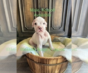 Boxer Dog Breeder near WEST FRANKFORT, IL, USA