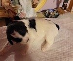 Small #17 Breeder Profile image