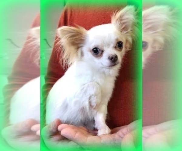 Medium Photo #4  Breeder Profile in SALINA, KS, USA