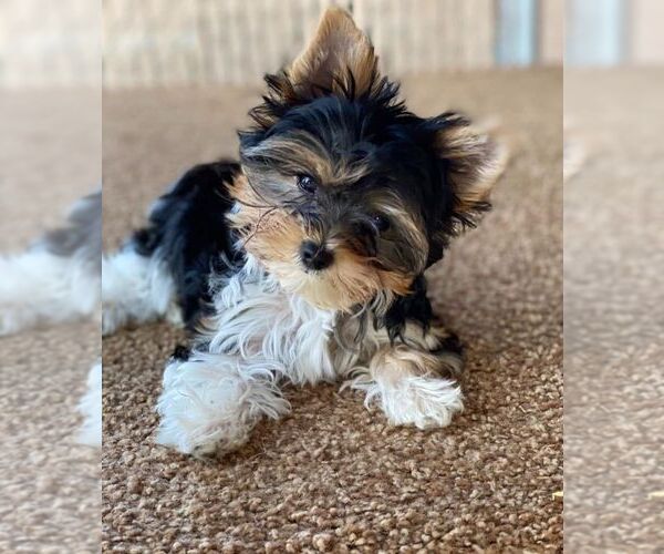 Medium Photo #8  Breeder Profile in TEMPE, AZ, USA