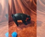 Small #11 Breeder Profile image