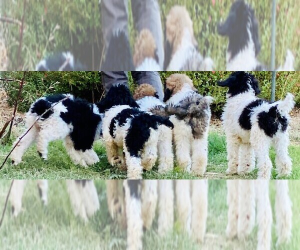 Medium Photo #1  Breeder Profile in PASO ROBLES, CA, USA