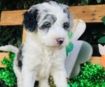 Small #11 Breeder Profile image