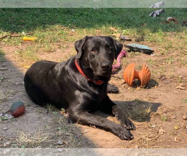 Medium Photo #1  Breeder Profile in TAMPA, FL, USA