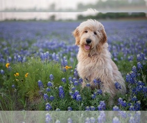 Goldendoodle Dog Breeder near TEMPLE, TX, USA