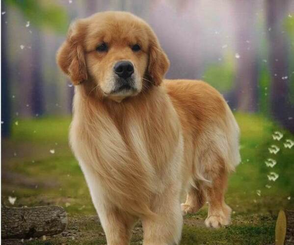 Medium Photo #1  Breeder Profile in MYRTLE, MO, USA