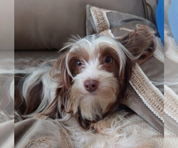 Medium Photo #9  Breeder Profile in CHESAPEAKE, VA, USA