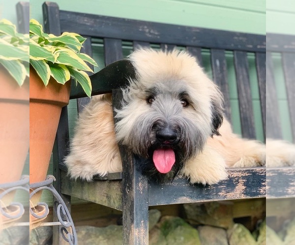 Medium Photo #1  Breeder Profile in HOLLY SPRINGS, NC, USA
