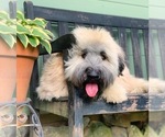 Small breeder photo