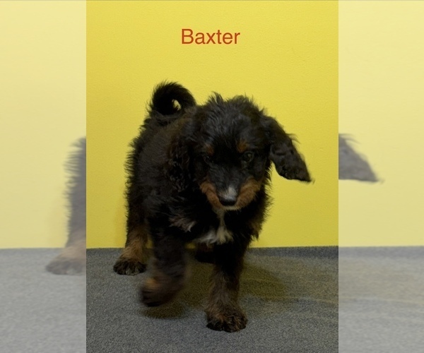 Medium Photo #7  Breeder Profile in KINGSPORT, TN, USA