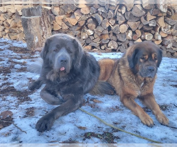 Medium Photo #1  Breeder Profile in PRINCETON, MN, USA