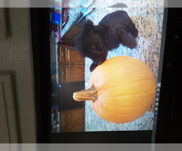 Medium Photo #1  Breeder Profile in OVERLAND PARK, KS, USA