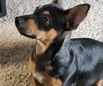 Small #18 Breeder Profile image