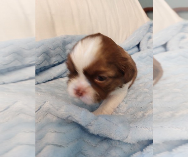 Medium Photo #1  Breeder Profile in BUFFALO, NY, USA
