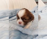 Small breeder photo