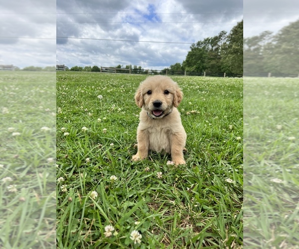 Medium Photo #1  Breeder Profile in TRENTON, GA, USA