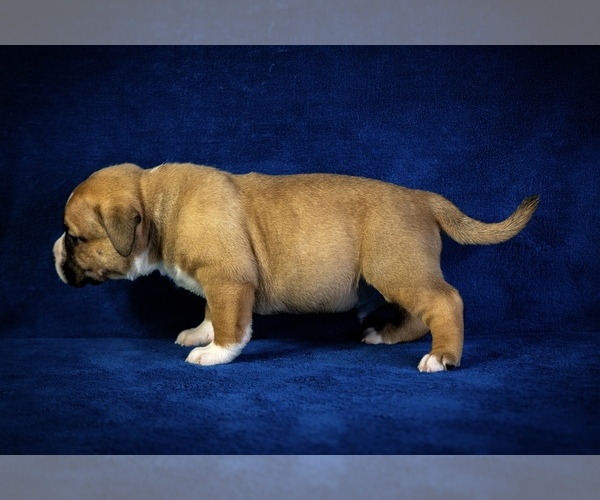 Medium Photo #7  Breeder Profile in ATLANTA, GA, USA