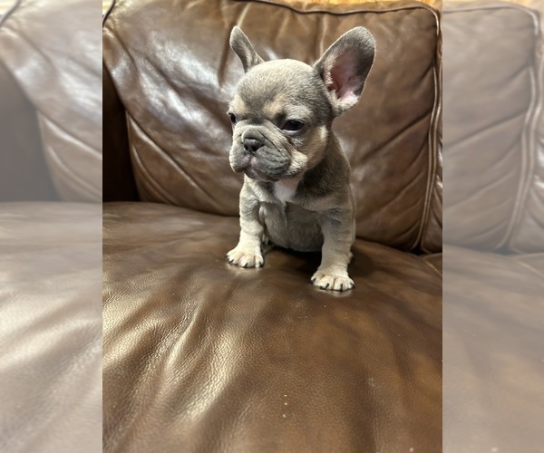 Medium Photo #1  Breeder Profile in ROYSTON, GA, USA