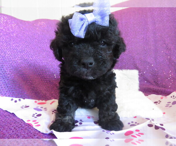 Medium Photo #9  Breeder Profile in DONGOLA, IL, USA