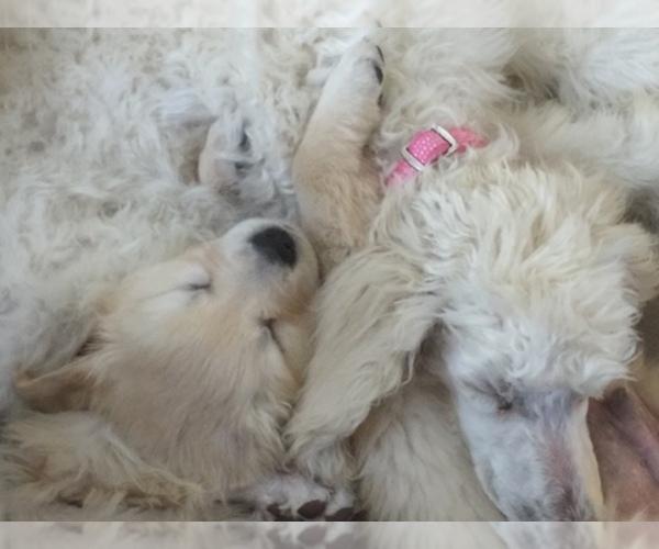 Medium Photo #1  Breeder Profile in RENO, NV, USA