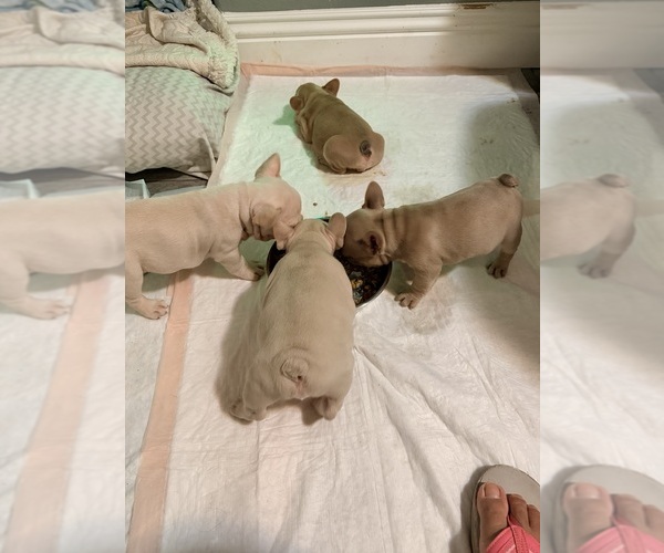 Medium Photo #3  Breeder Profile in NORTH LAS VEGAS, NV, USA