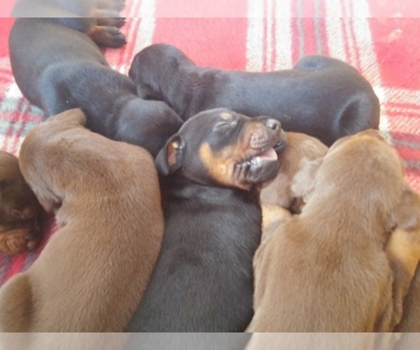 Medium Photo #1  Breeder Profile in BEND, OR, USA