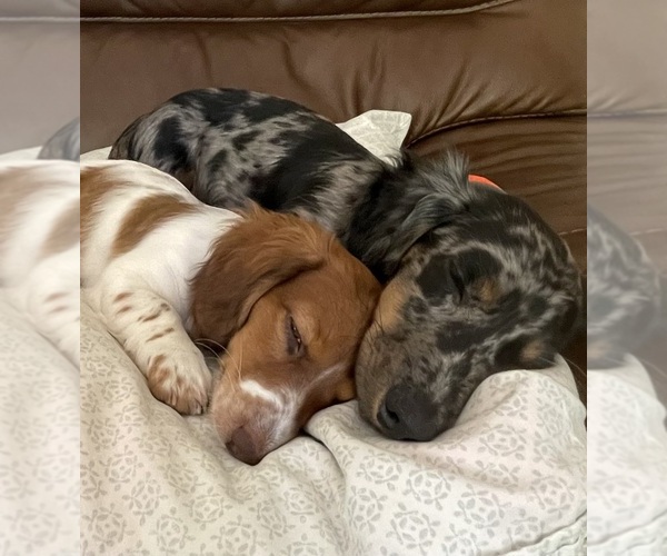 Medium Photo #39  Breeder Profile in LANEXA, VA, USA