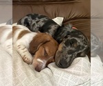 Small #38 Breeder Profile image