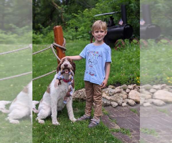 Medium Photo #21  Breeder Profile in MILLVILLE, MN, USA