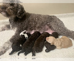 Small #12 Breeder Profile image