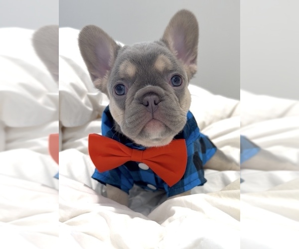 Medium Photo #1  Breeder Profile in EDGEWATER, NJ, USA