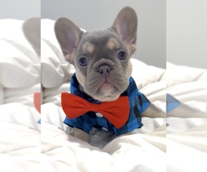 French Bulldog Dog Breeder in EDGEWATER,  USA
