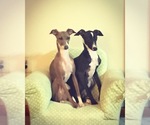 Small breeder photo