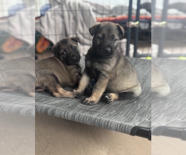 Medium Photo #3  Breeder Profile in WILMINGTON, DE, USA