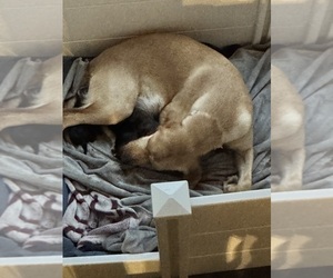 Labrador Retriever Dog Breeder near KENNESAW, GA, USA