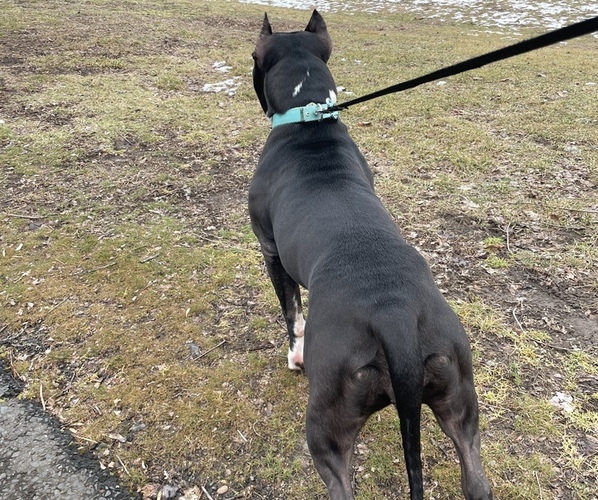 Medium Photo #9  Breeder Profile in NAUGATUCK, CT, USA