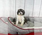 Small breeder photo
