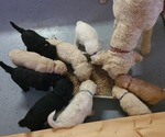 Small breeder photo