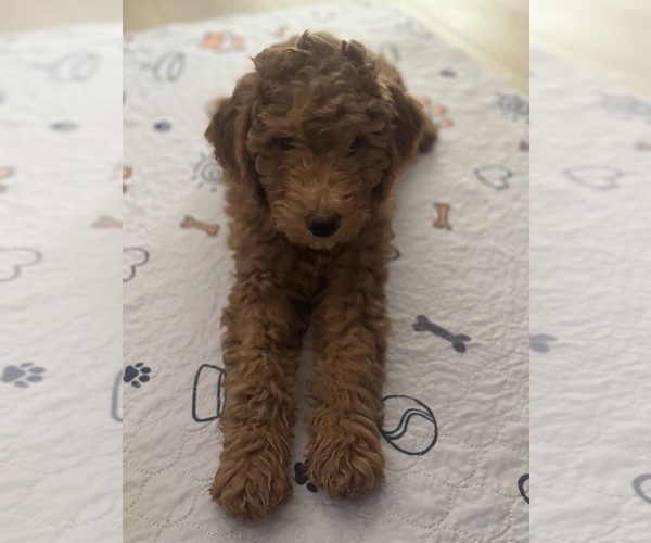 Medium Photo #8  Breeder Profile in TEMPE, AZ, USA