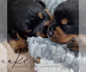 Rottweiler Dog Breeder near FOUR OAKS, NC, USA