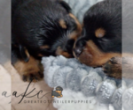 Small breeder photo