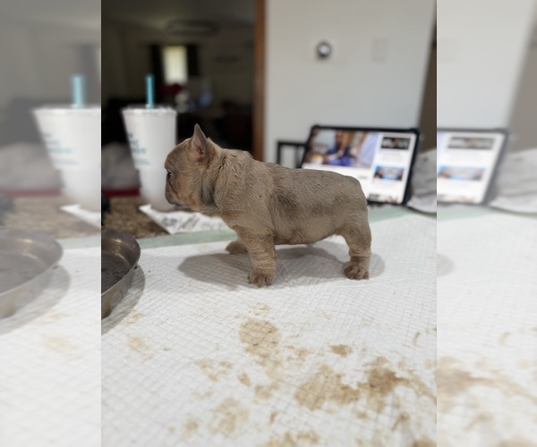 Medium Photo #19  Breeder Profile in BRIDGEWATER, MA, USA